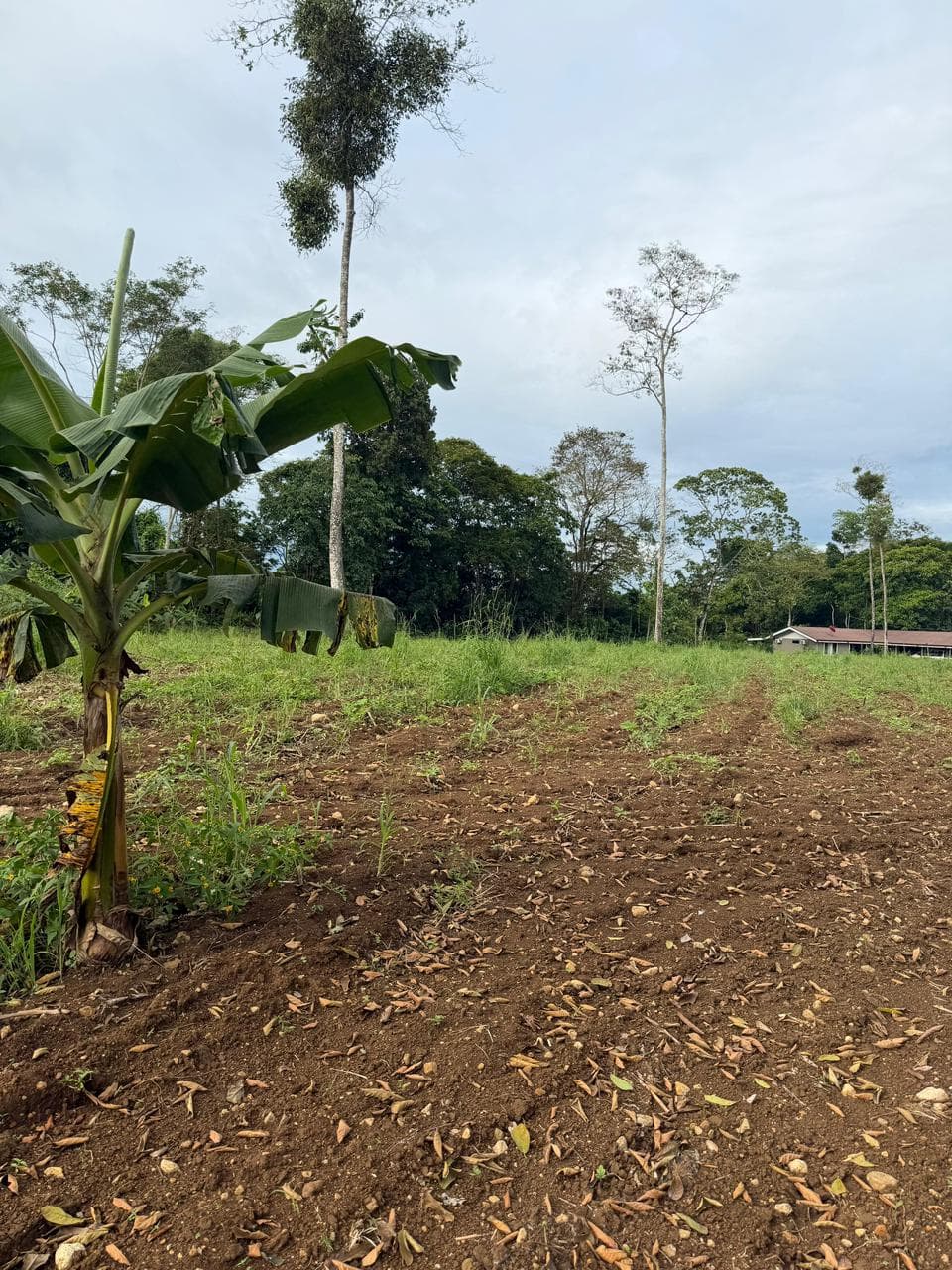 Lote en Sonafluca, San Carlos