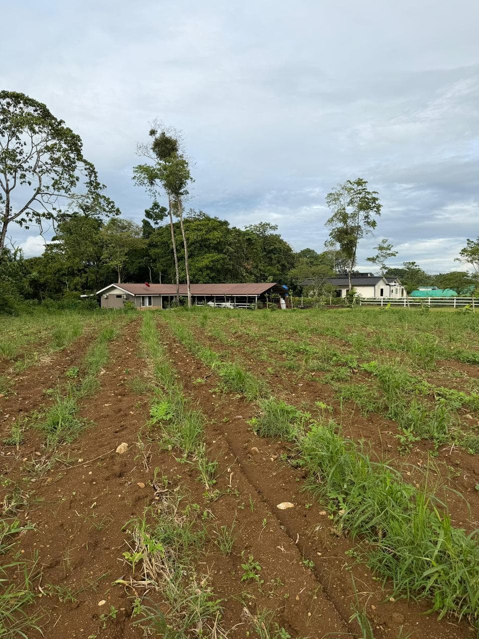 Lote en Sonafluca, San Carlos