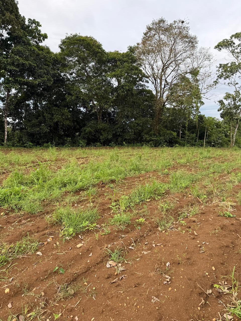 Lote en Sonafluca, San Carlos